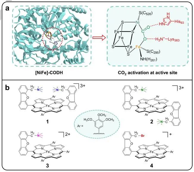 曹睿/张学鹏Angew：双功能Fe卟啉阻转异构体在CO2还原中的作用