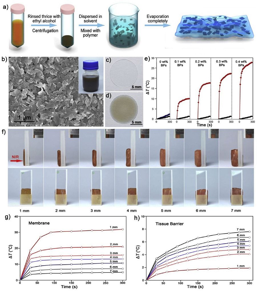 王怀雨Biomaterials：微量黑鳞造就光热响应智能生物材料，促进骨缺损再生