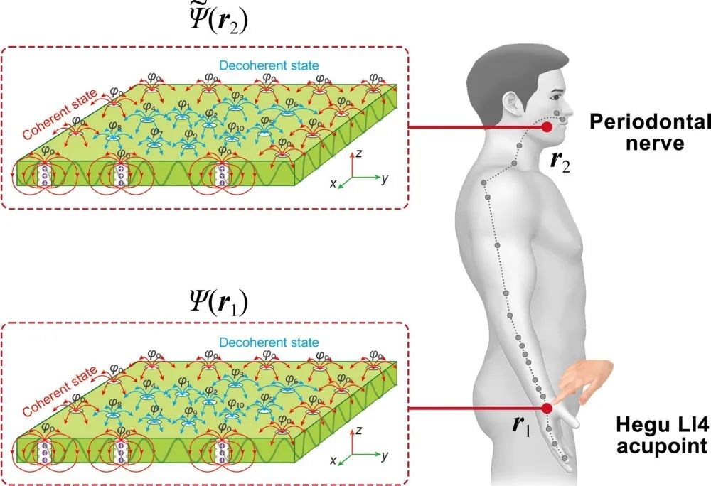 Nano Res.[生物]│江雷团队：量子视角下经络与生理功能的联系