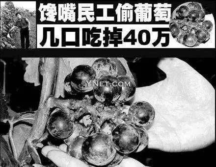 好惨一学生，毕设用的鱼被野猫偷吃了…丨奇葩延毕理由盘点