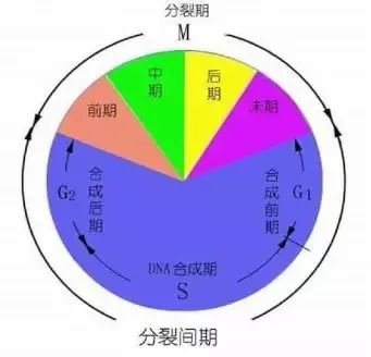 【制图干货】从细节入手，顶刊paper中的箭头怎么画？