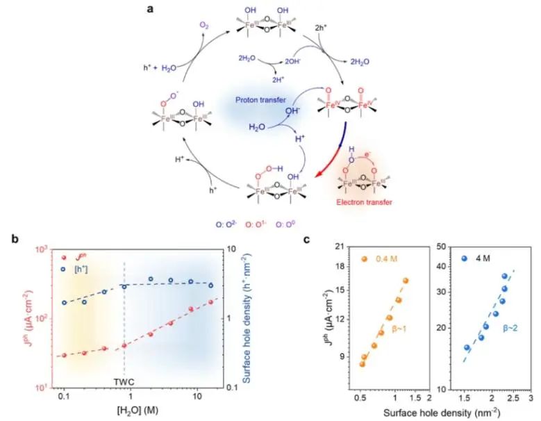 章宇超课题组JACS：PEC水氧化过程PCET研究，助力揭示光阳极上水的速率规律