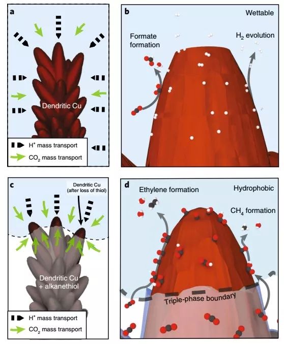 Nature Materials：来自大自然的启示，构建高效CO2RR界面