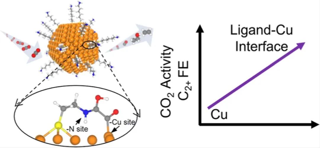 ​JACS：使用氨基硫醇配体-金属界面增强CO2反应捕获和转化