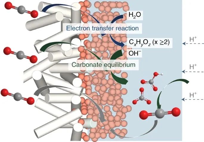 Edward H. Sargent院士和王莹教授，最新Nature Catalysis！