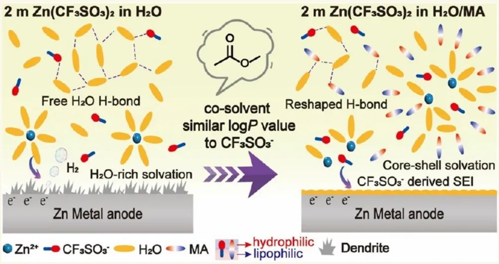 中南李维杰/华工徐建铁ACS Nano：盐阴离子激活电解质共溶剂选择策略实现耐用锌金属负极