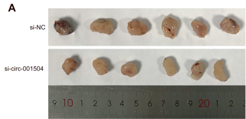 4篇SCI共用一把钢尺遭撤稿！涉及多所985，包括多位院长、重点专科负责人…