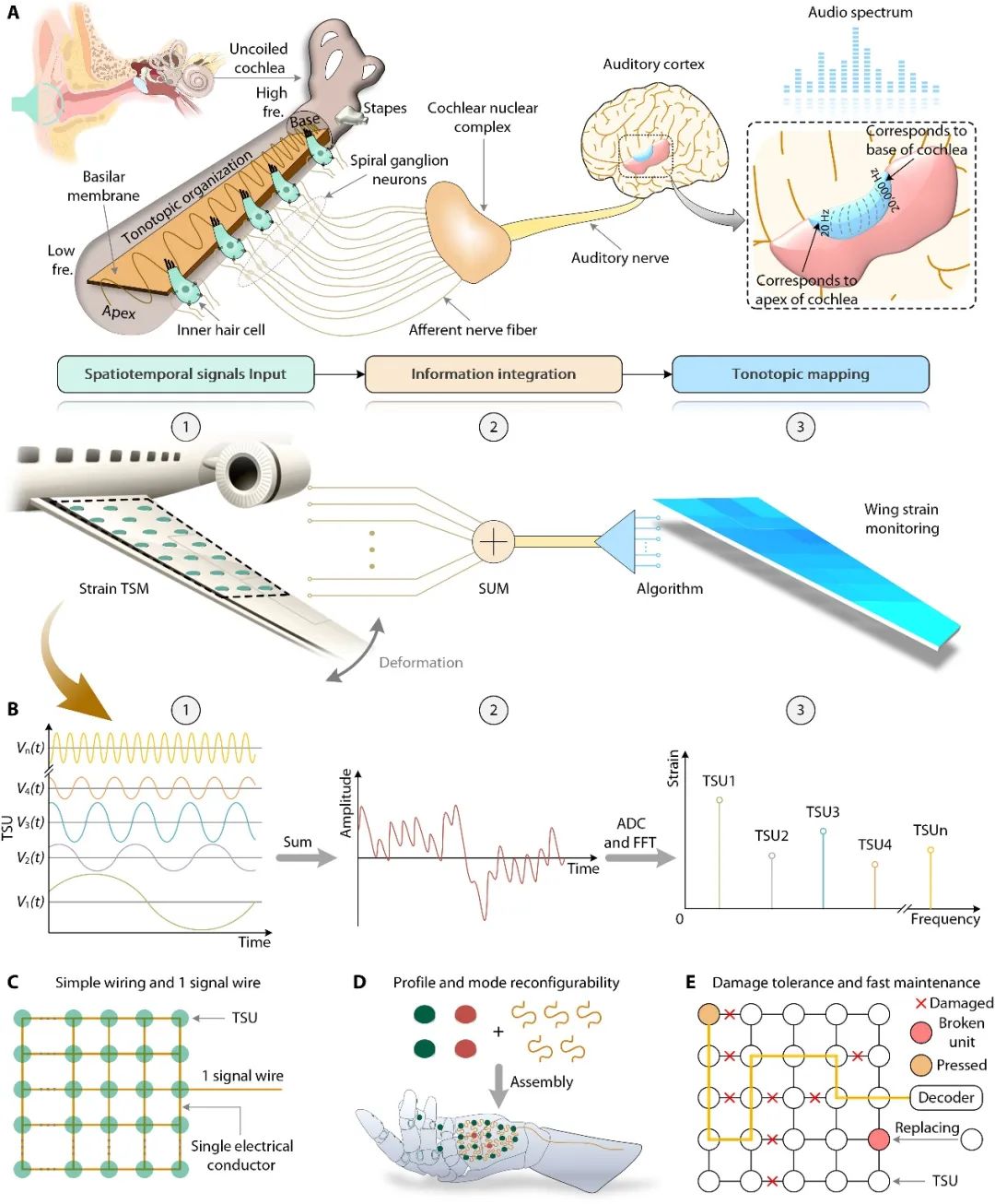 港科大杨征保团队Science子刊：单线可重构抗破坏传感器阵列设计