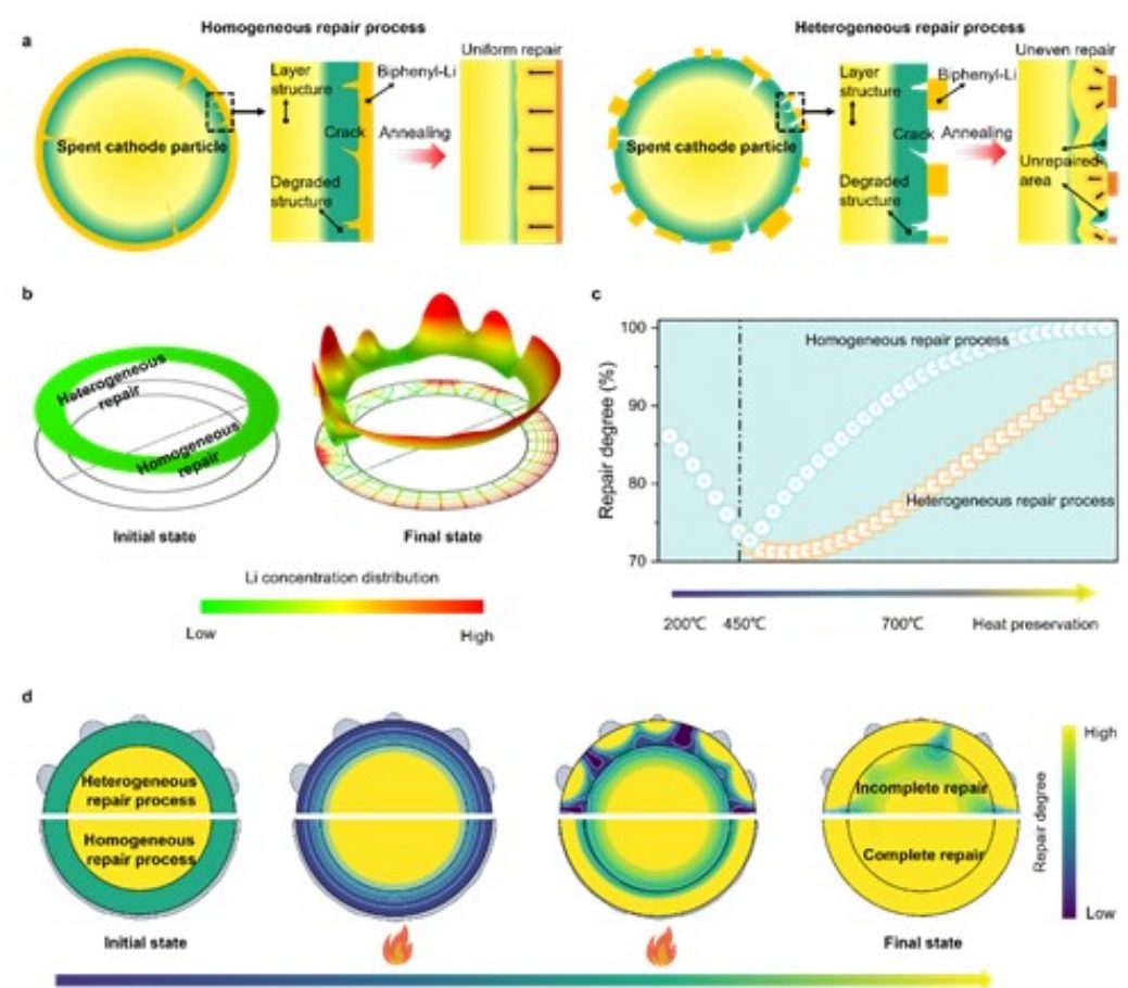 ​成会明院士最新AM：聚焦高度降解的高镍正极材料均匀修复！