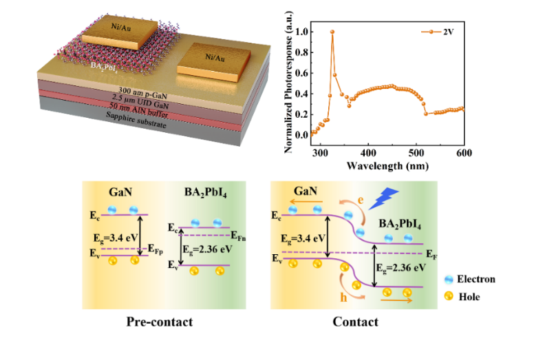 【DFT+实验】江南大学杨国峰教授：基于BA₂PbI₄/GaN异质结构的紫外-可见宽光谱光电探测器