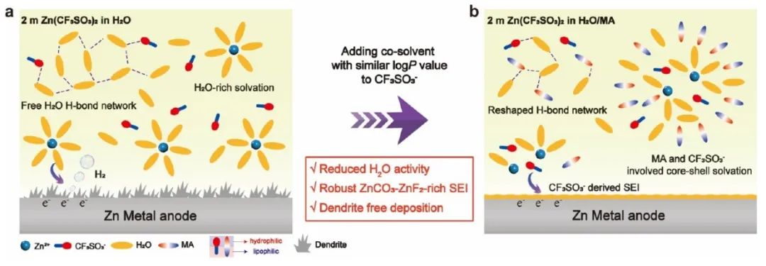 中南李维杰/华工徐建铁ACS Nano：盐阴离子激活电解质共溶剂选择策略实现耐用锌金属负极