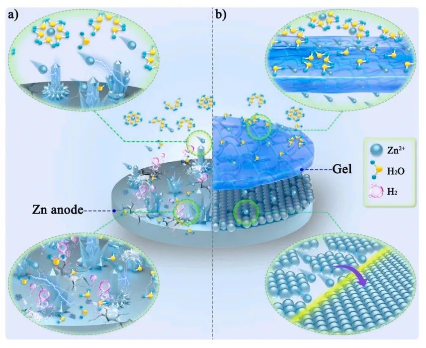 ​西交王鹏飞/刘梦婷EnSM：具有选择性锌离子通道的双网络保护层实现稳定锌负极