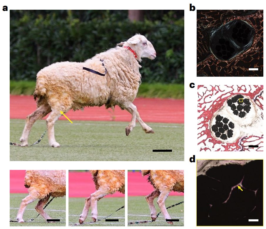 彭慧胜教授，2023年首篇Nature Nanotechnology！