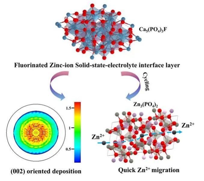 ​福大汤育欣Angew：氟化固态电解质界面层引导水系锌电池中锌离子均匀沉积