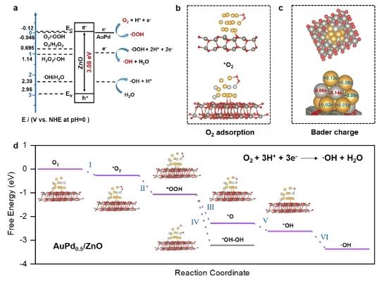 吴文婷/吴明铂ACS Catalysis：O2在Au-Pd/ZnO上快速转化为•OH，促进光催化CH4氧化制CH3OH