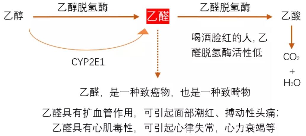 研究表明：喝酒“上脸”是基因突变，不仅容易老年痴呆，还容易得胃癌