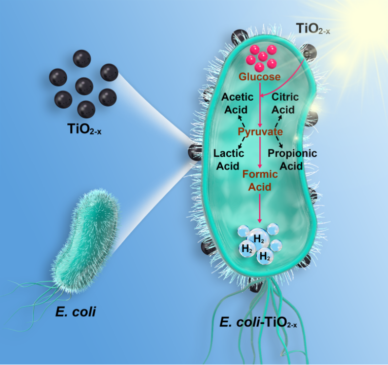 【DFT+实验】刘丹青、翁凌教授/贺良灿教授：静电相互作用介导的E. coli-TiO₂-x生物杂化系统促进太阳能产氢