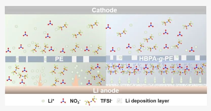 ​武大Nano Letters：分子级阴离子和锂离子的两性聚合物隔膜用于高倍率锂金属电池