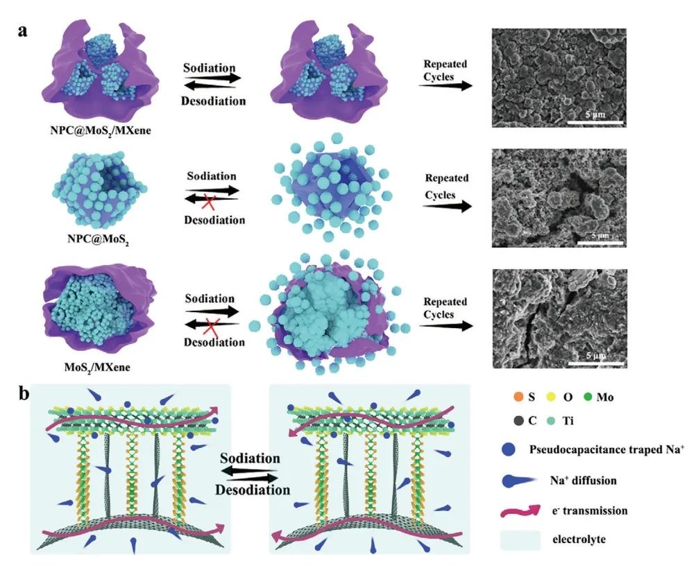 三单位联合​Adv. Sci.：中空碳和 MXene 双增强 MoS2用于大倍率和高容量储钠系统
