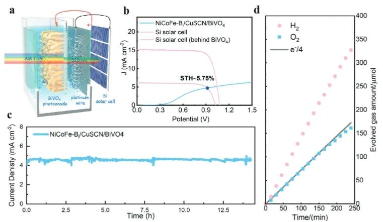 华南师大AEM：BiVO4光阳极上引入CuSCN空穴传输层，实现高效光电催化水氧化