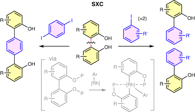 Nature Catalysis: 基于铑催化的非应变芳基-芳基键活化的分裂交叉偶联策略