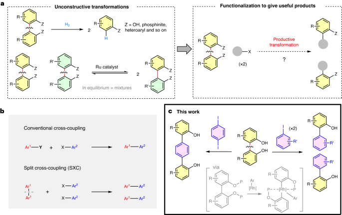 Nature Catalysis: 基于铑催化的非应变芳基-芳基键活化的分裂交叉偶联策略