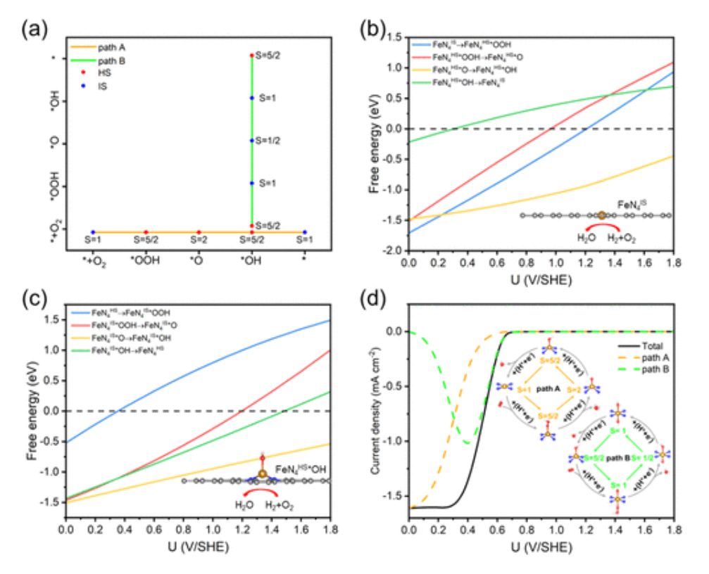 ACS Catalysis：Fe–N–C催化OER/ORR中自旋态演化的影响