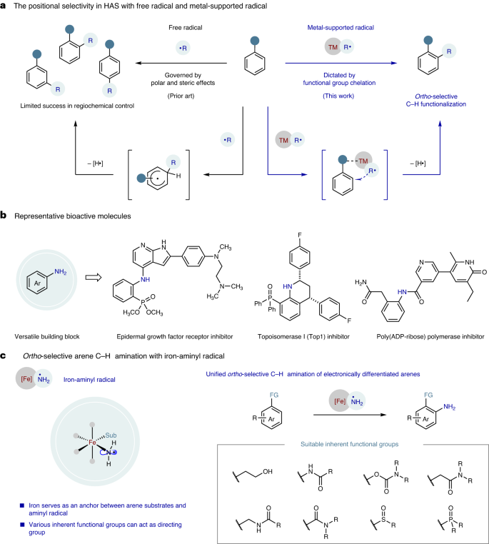 南开大学Nature Catalysis: 铁-氨基自由基实现高选择性芳烃C-H胺化反应