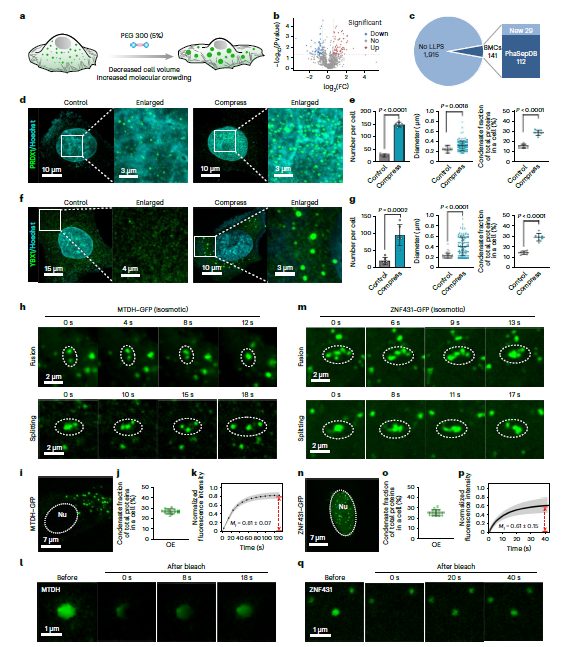 华科，最新Nature Chemistry！重大发现！