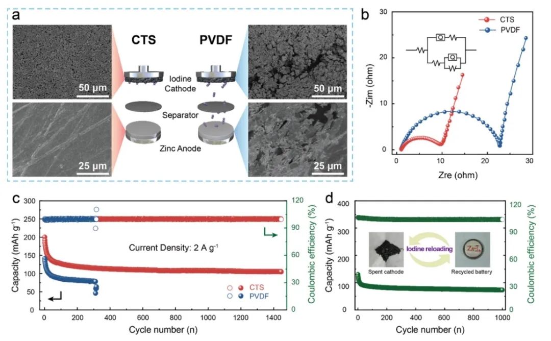 东北师大JACS：Janus粘合剂化学同步增强碘吸附和氧化还原动力学实现可持续水性 Zn-I2电池