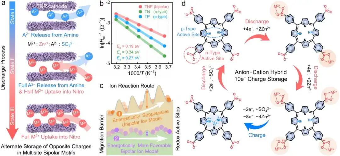 ​同济Angew：多电子氧化还原-双极四硝基卟啉大环阴极用于高性能锌-有机电池