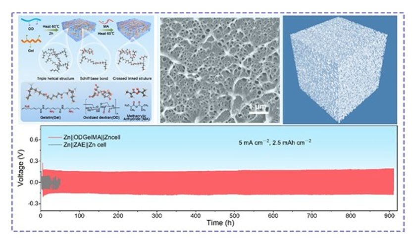 清华深研院/先进院AM：坚韧明胶基水凝胶助力锌金属电池