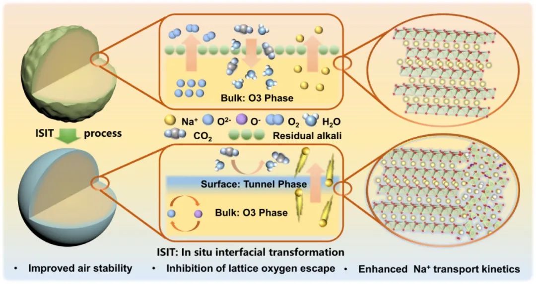 硕士生一作！温大侴术雷教授团队，最新JACS！