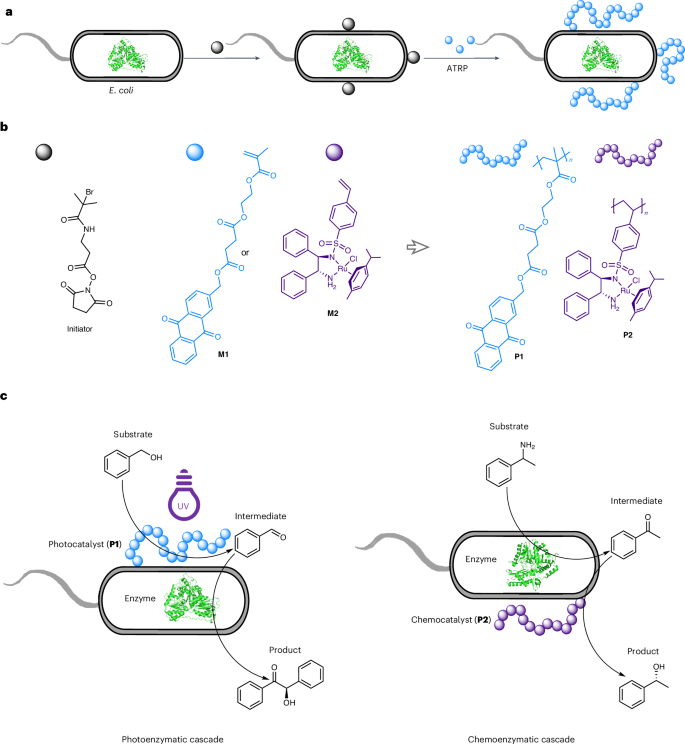 安农大校友，登顶Nature Catalysis！