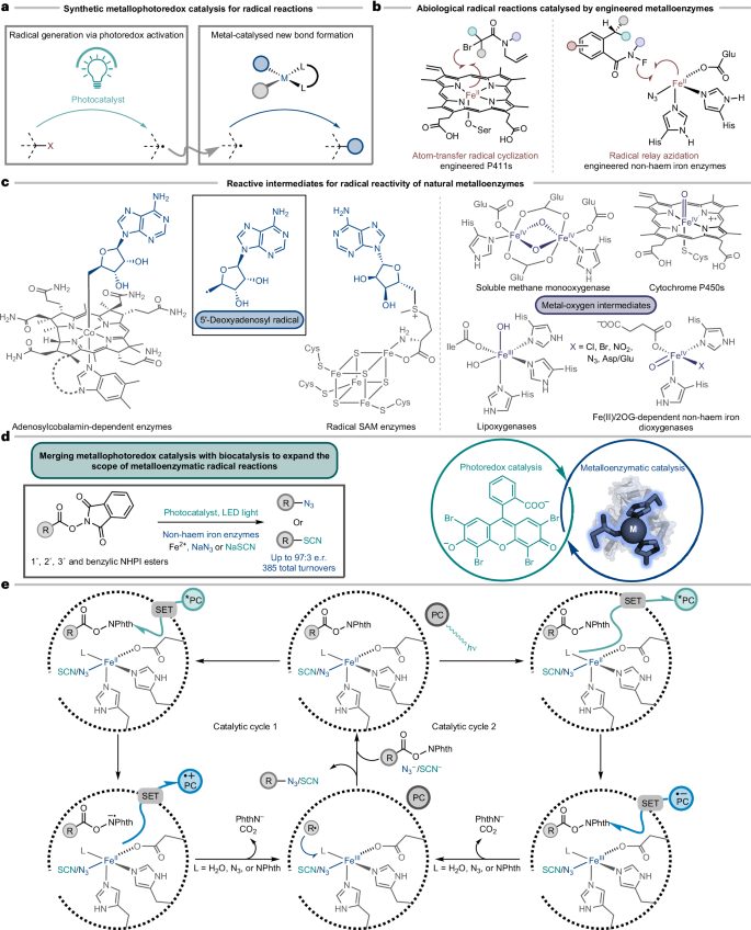 效法自然，生物催化！他，科大校友/霍普金斯教职，继Science后，再发Nature Catalysis！