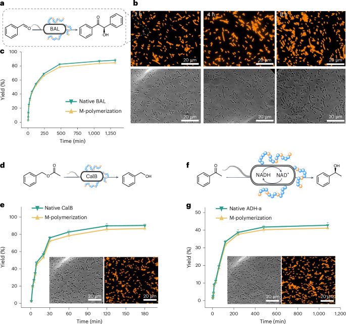 安农大校友，登顶Nature Catalysis！