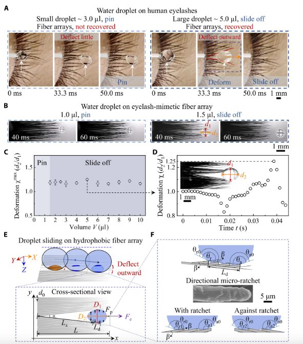 研究眼睫毛，发一篇Science子刊！