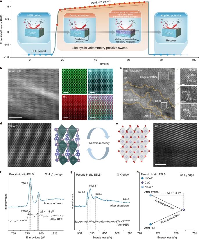 10,000小时！北京化工大学，重磅Nature！