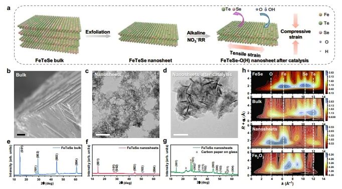 南洋理工Nature子刊：FeTeSe纳米片中各向异性应变形成，促进低浓度NO3-RR