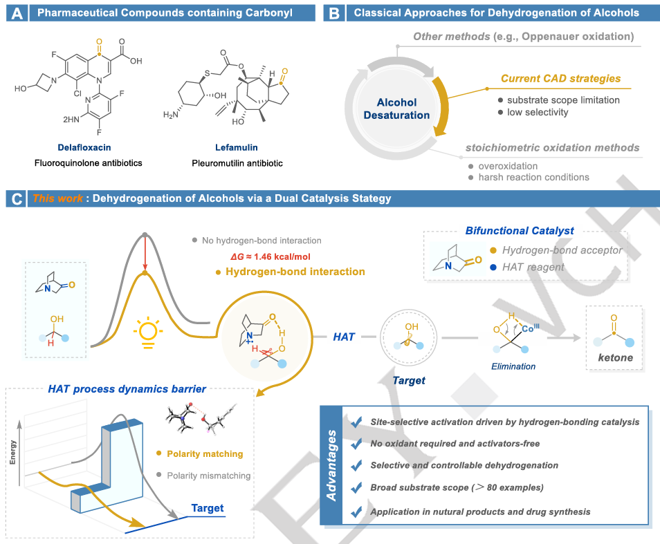 弱键催化！浙江工业大学，最新Angew！|氢键驱动的α-C(sp3)-H选择性激活：一种直接的双催化策略用于高效无受体脱氢反应