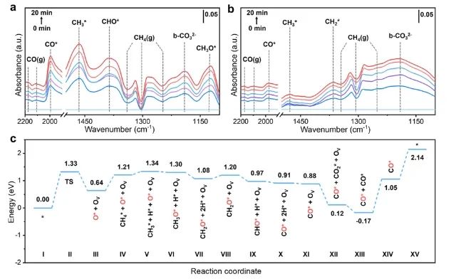 福州大学王心晨/汪思波，最新JACS！