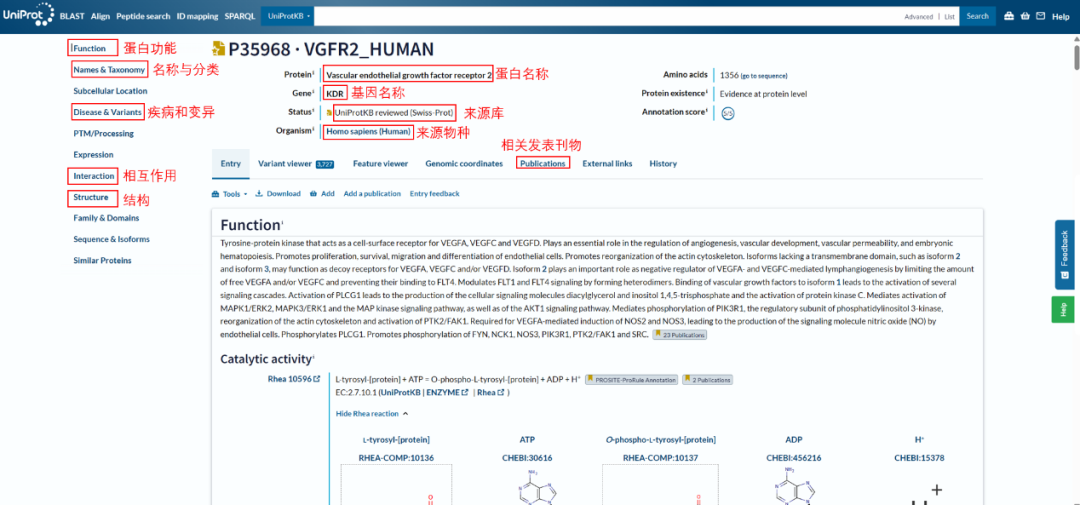 分子对接蛋白晶体的获取--PDB、UniProt数据库的使用