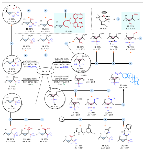 湖南大学冯见君Nature子刊：铜催化助力环丁烷膦化-多取代结构的精准构建