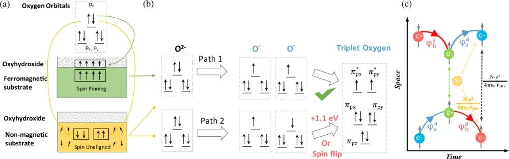 电子自旋如何调控OER/ORR反应？