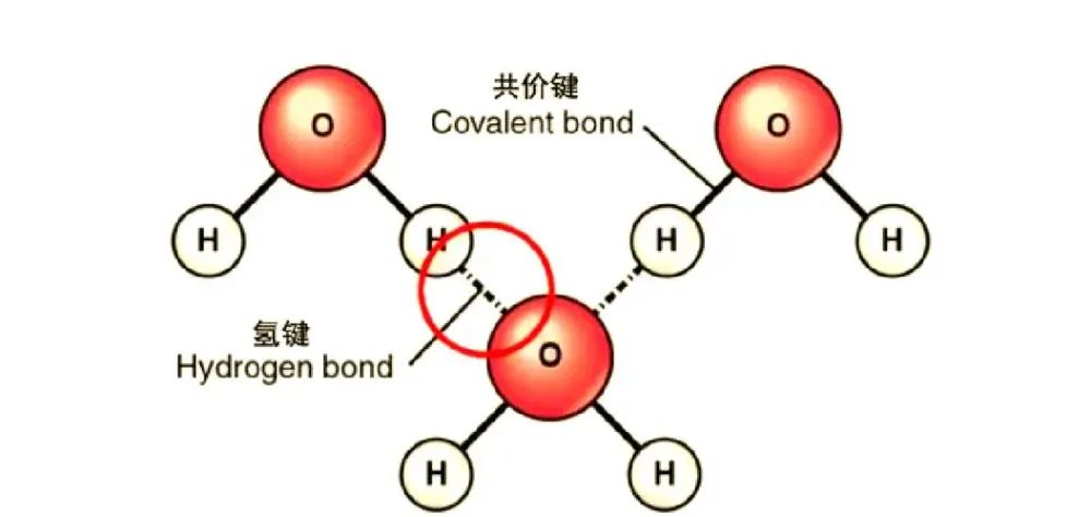 氢键统计揭示分子奥秘：蛋白质折叠稳定性与药物结合能的动态网络分析