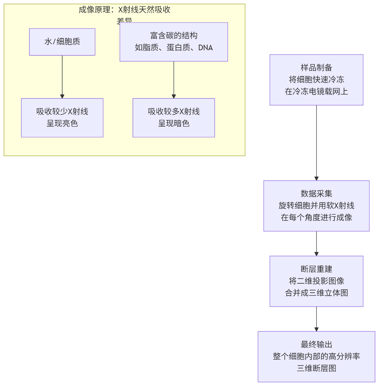 软X射线荧光成像：捕捉细胞和病毒的纳米级细节