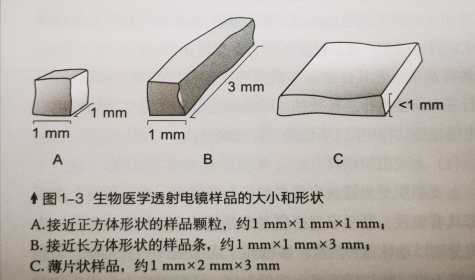 一文读懂生物透射电镜！