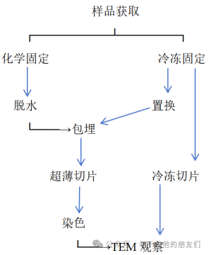 透射电镜（80-120kV）生物样品制备解析：颗粒负染色与细胞组织固定切片实操详解