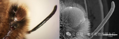 扫描电镜（SEM）技术全解析：成像原理、核心结构、信号采集与应用指南