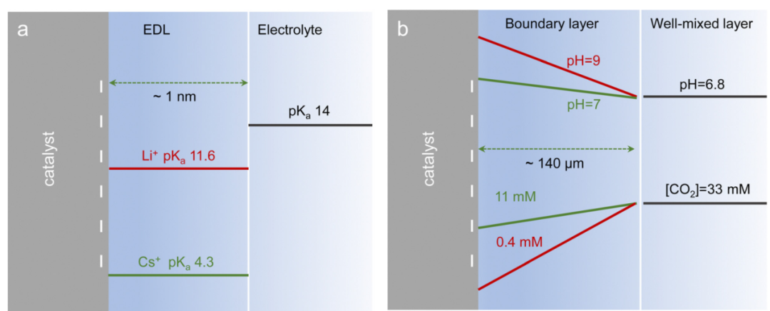 优化电催化效率：局部微环境的界面调控策略与HER/ORR/CRR应用